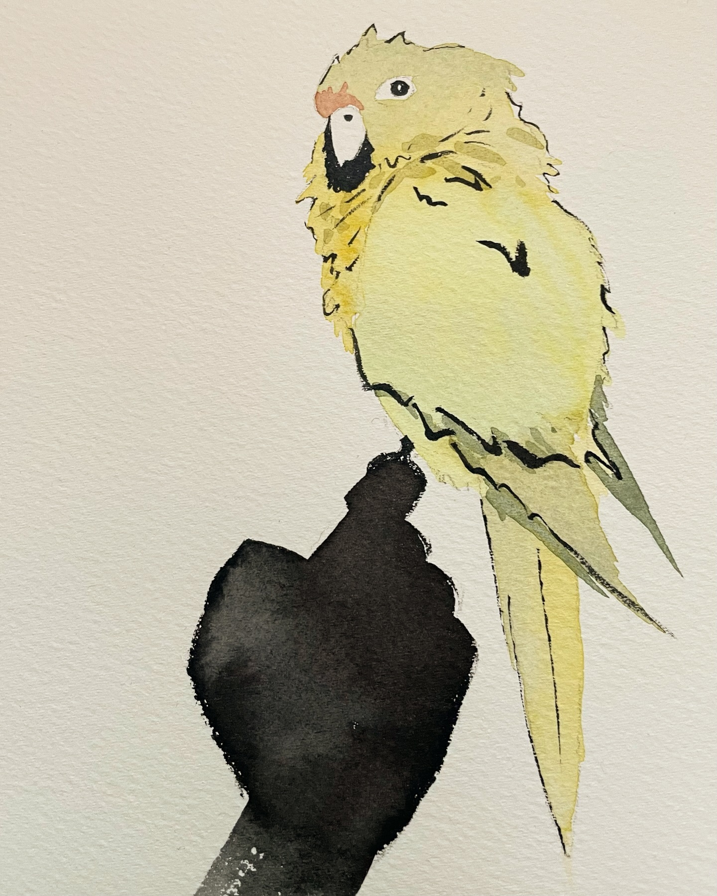 Parrot